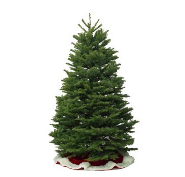 Noble Fir USA 6-7 FT