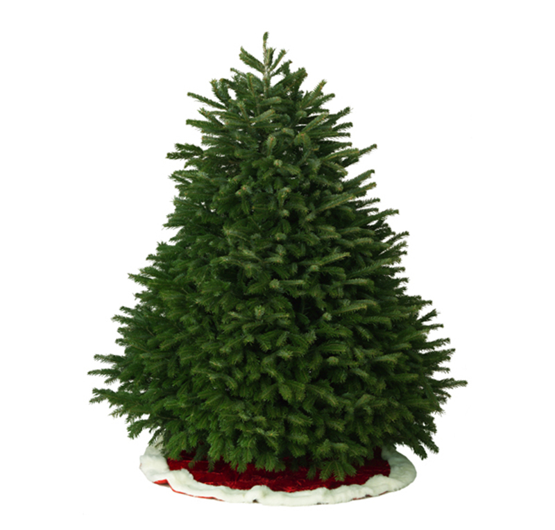 Noble Fir USA 9-10FT​